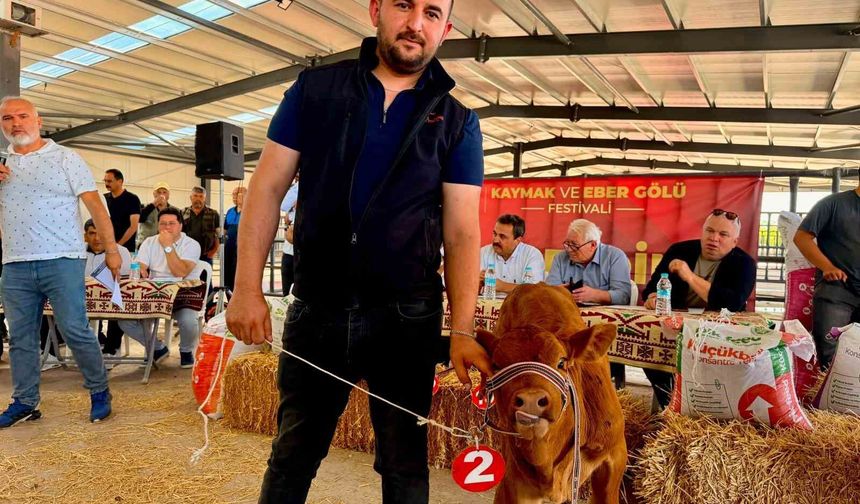 Yılın en güzel buzağısı 40 günlük buzağı oldu
