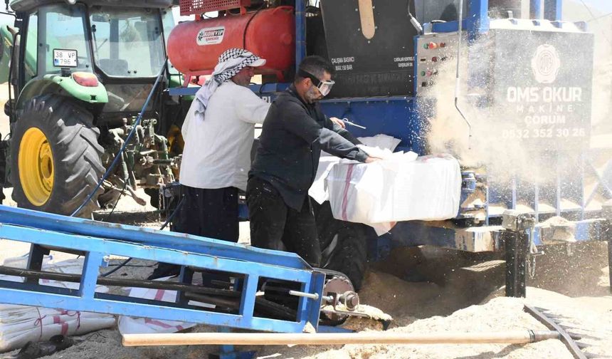 Yozgat'ta saman mesaisi: Tozun içinde ekmek mücadelesi