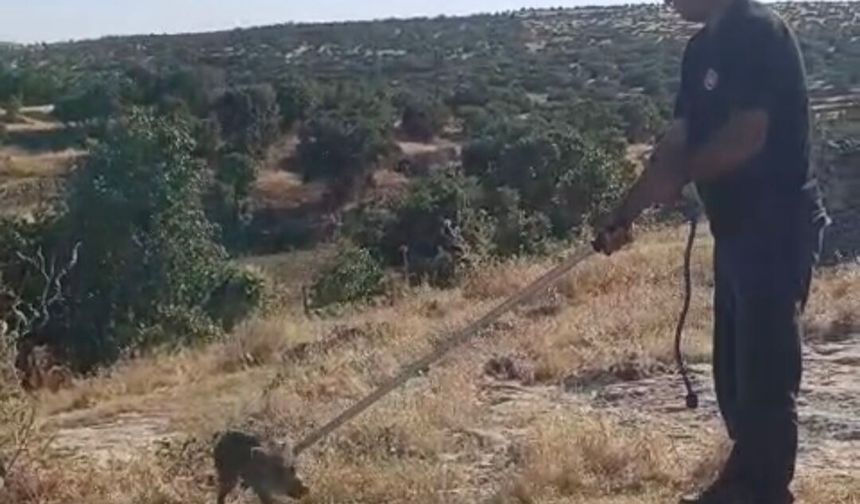 Kuyuya düşen yaban domuzu yavrusu için seferber oldular