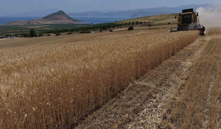 Bitlis'te altın başaklar biçiliyor