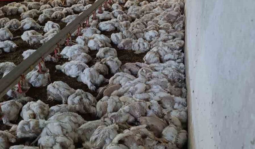 Bolu'da kümesin havalandırması devre dışı kalınca 4 bin tavuk telef oldu