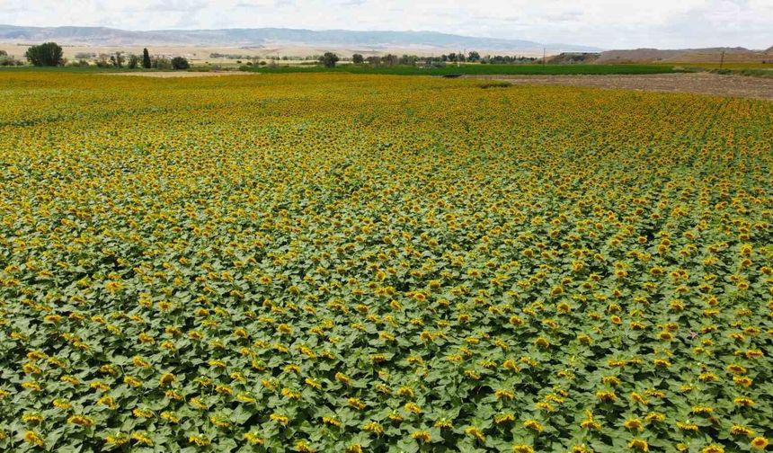 Dronla görüntülenen ayçiçeği tarlaları görsel şölen sundu