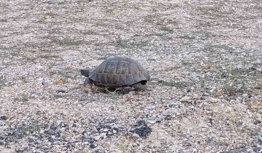 Kara yoluna çıkan kaplumbağa için araçları durdurdular