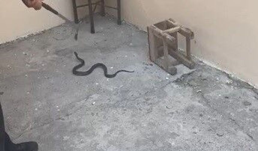 Kars'ta evin bahçesine giren yılan itfaiyeyi harekete geçirdi