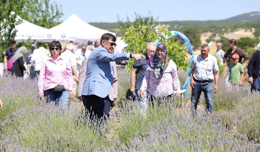 Lavanta bahçesinde hasat coşkusu