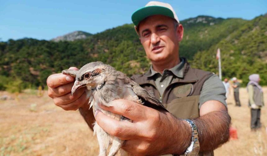 Manisa'da doğaya bin 200 kınalı keklik salındı