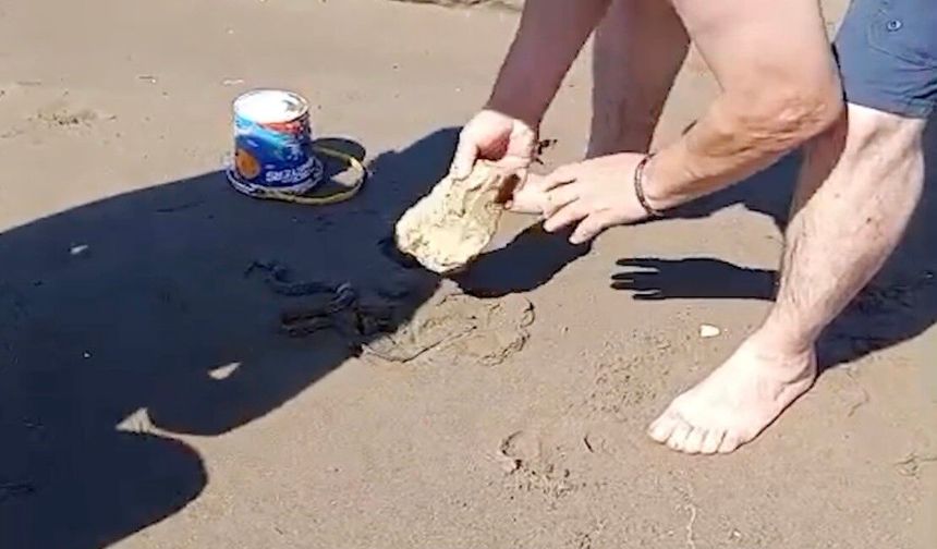 Plajda görülen yılan vatandaşlara panik yaşattı