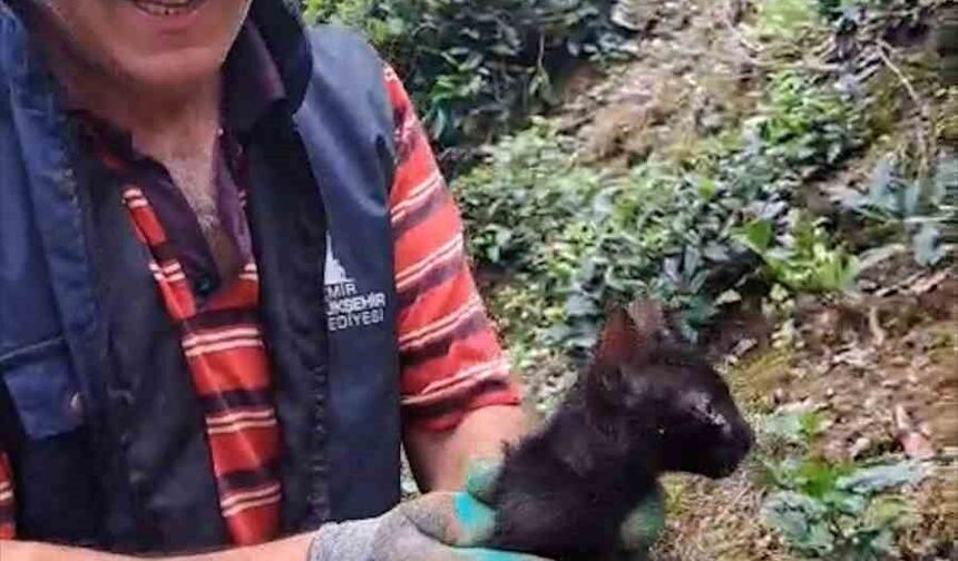Rize'de 4 gündür boru içinde sıkışan kediyi çay üreticileri kurtardı