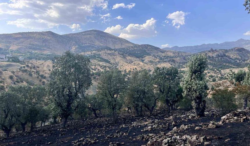 Siirt'te 5 ayrı noktada yangın alarmı: 4 bölgede söndürüldü, Çamtaşı'nda müdahale sürüyor