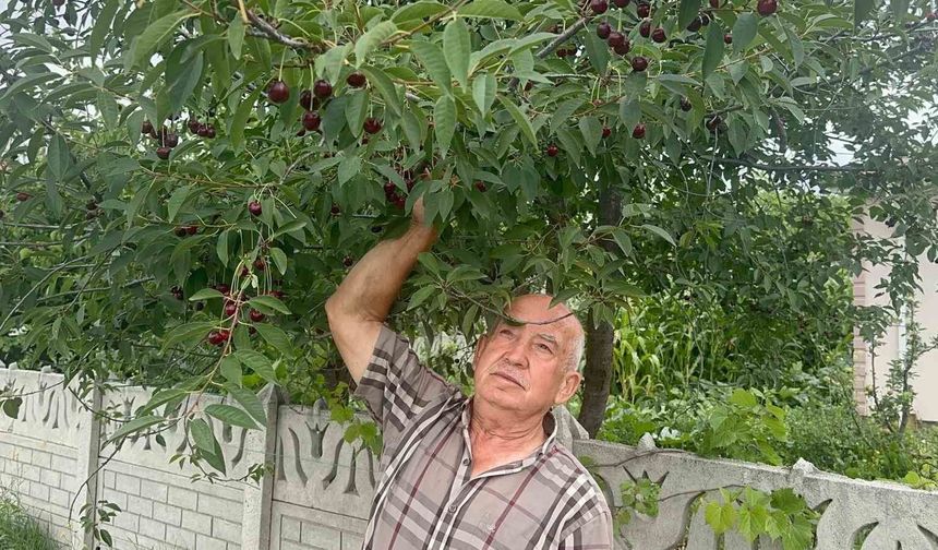Stokların azlığı ve yüksek aroma tercihi Sultandağı vişnesini değerli yaptı