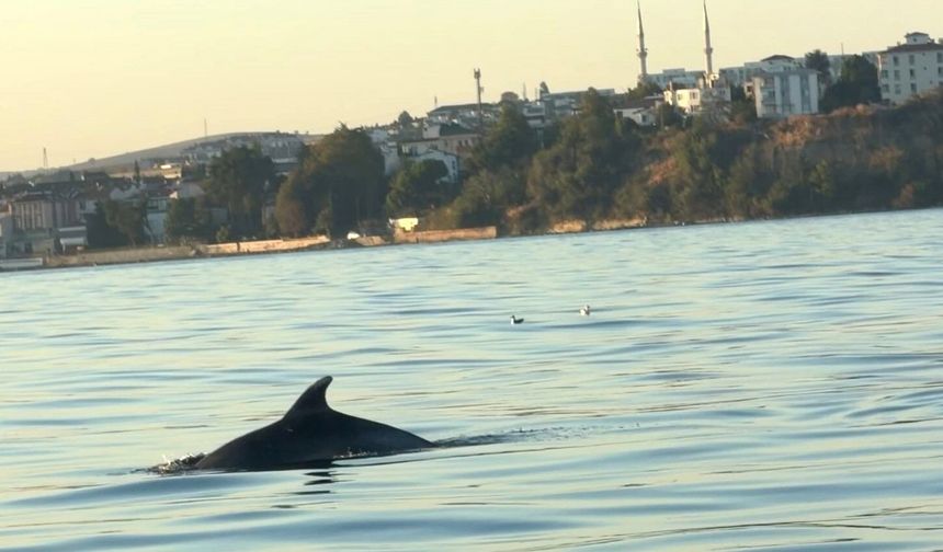 Tekirdağ açıklarında yunus balıkları görüntülendi : Yunus balıkları adeta tekne ile yarıştı