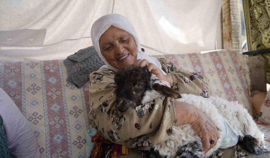 Torunu gibi büyüttüğü kuzu 'Boncuk' evin neşe kaynağı oldu