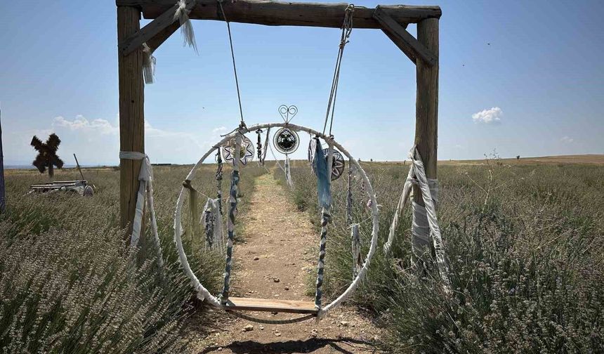 Uşak'ın ilk lavanta bahçesinde 55 dekarlık alanda hasat başladı