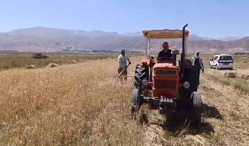 Yüksekova'da sıcak havaya rağmen çiftçilerin hasat mesaisi başladı