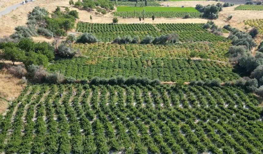 2 bin 800 yıllık coğrafi işaretli Erciş üzümünde bağ bozumu başladı