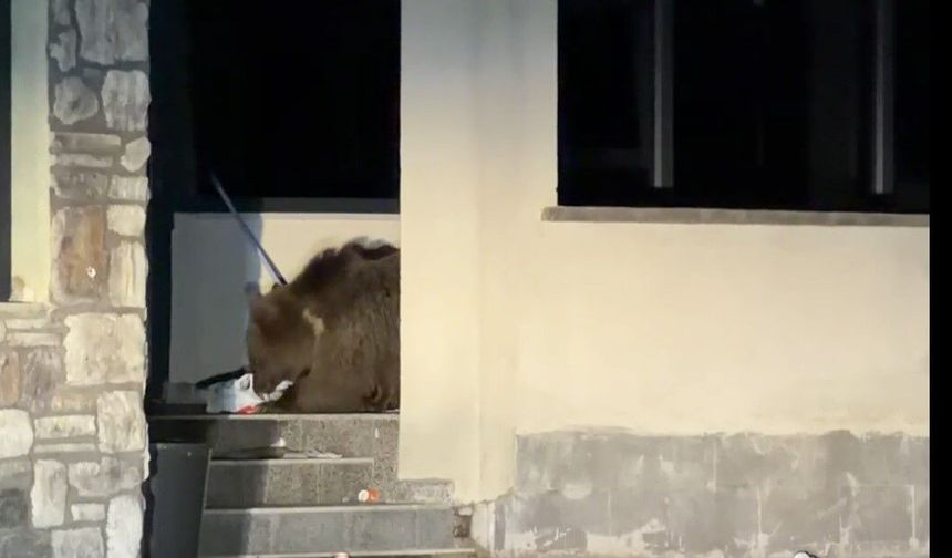 Ayı avluya girdi, vatandaş araçta mahsur kaldı: Sarıkamış'ta 'kim önce çıkacak' bekleyişi