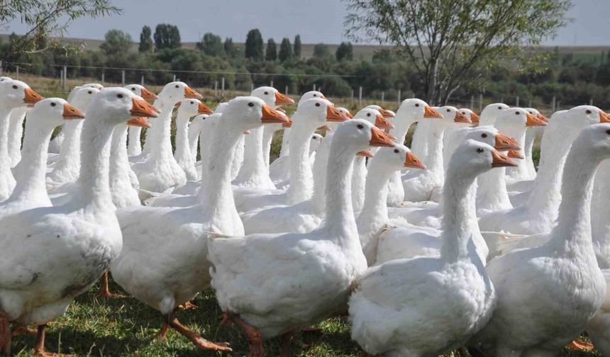 Başkanlığı bıraktı, kaz yetiştirmeye başladı