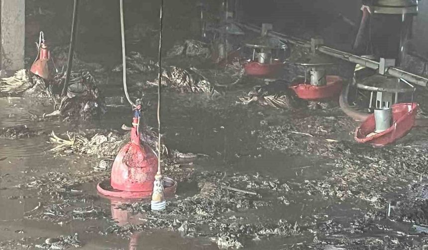 Bolu'da hindi kümesinde yangın: Bin 800 hindi telef oldu