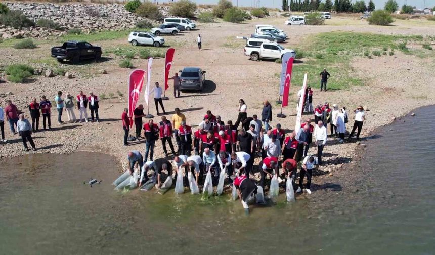 Çamgazi Baraj Göleti'ne 680 bin yavru sazan bırakıldı