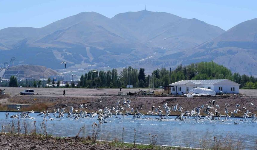 Dalgaların kuşu martılar, denize kıyısı olmayan Erzurum'a misafir oldu