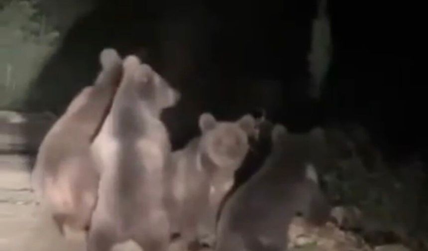 Düzce'de anne ayı ve 3 yavrusu görüntülendi