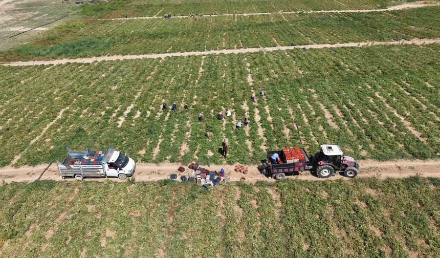 Elazığ'da 7 bin dönümde domates hasadı sürüyor