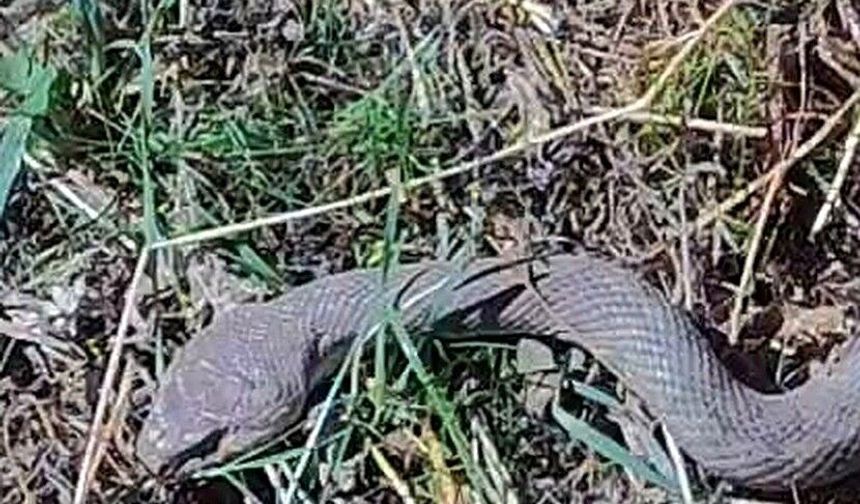 Hakkari'de 1,5 metrelik kocabaş yılanı görüntülendi