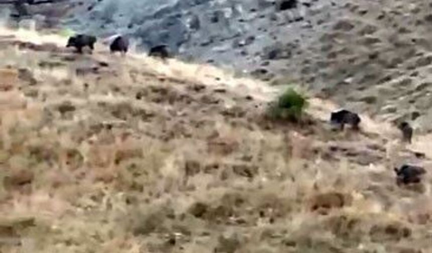 Hasada günler kala domuz sürüsü kabusu: Elma bahçeleri talan edildi