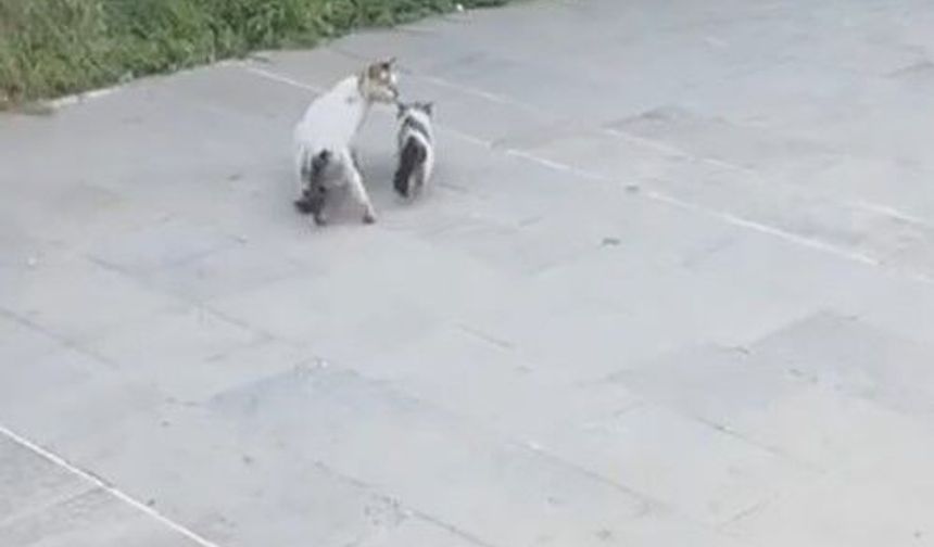 Havalandırma boşluğuna düşen yavru kediyi itfaiye kurtardı