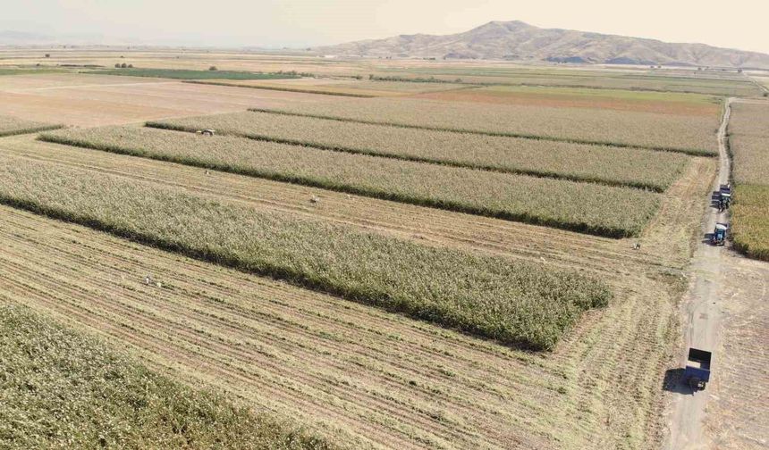 Kahramanmaraş'ta ak darı hasadına başlandı
