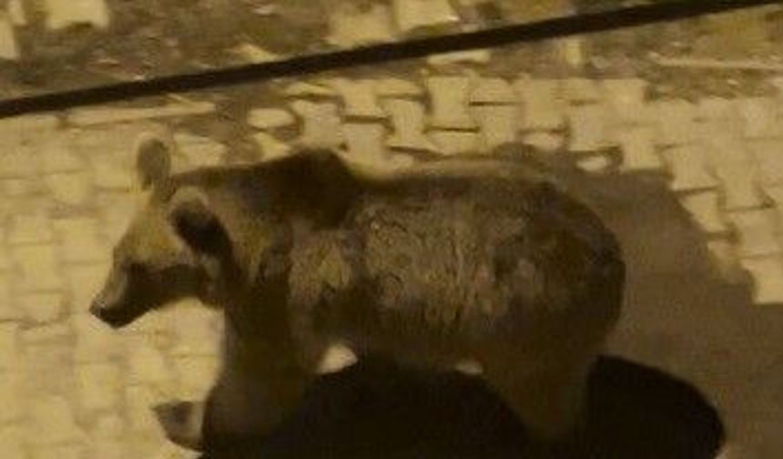Kars'ta boz ayılar mahalle aralarında cirit attı: Biri gözcü, diğeri peşinden sallana sallana ilerledi