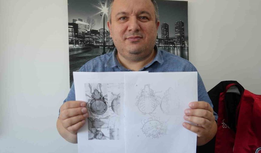 Kastamonu'da tespit edilen yeni akar türü bilim literatürüne kazandırıldı