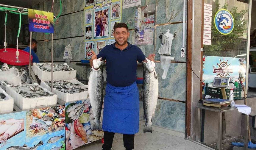 Kilis'te balık sezonu açıldı, tezgahlar çeşitlendi