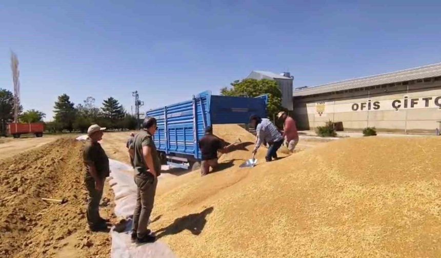 Konya'da TMO'dan 2 milyon tona yakın hububat alımı