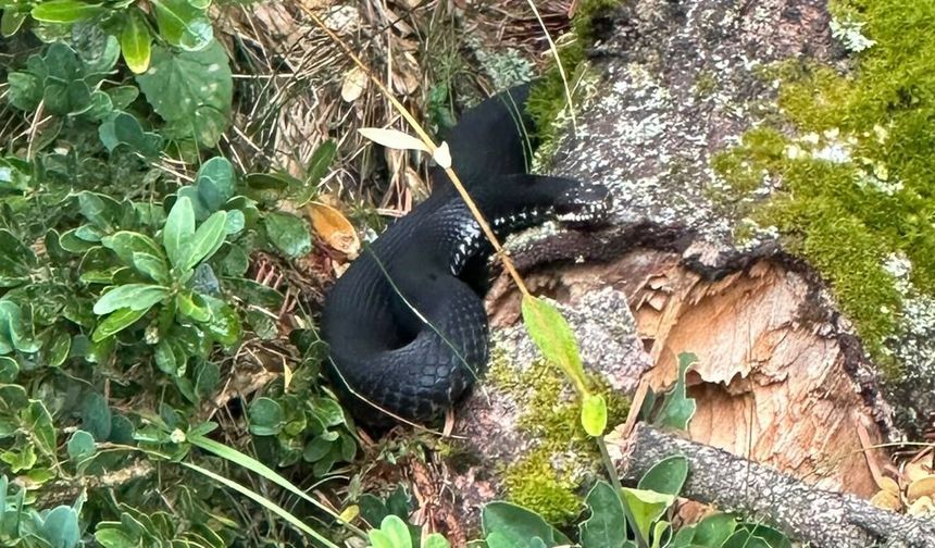 Mantar toplamaya gittiler, nadir görülen baran engereği ile karşılaştılar