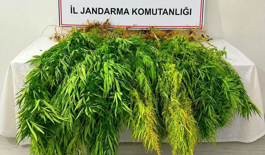 Mısır tarlasından kenevir çıktı: 3 gözaltı