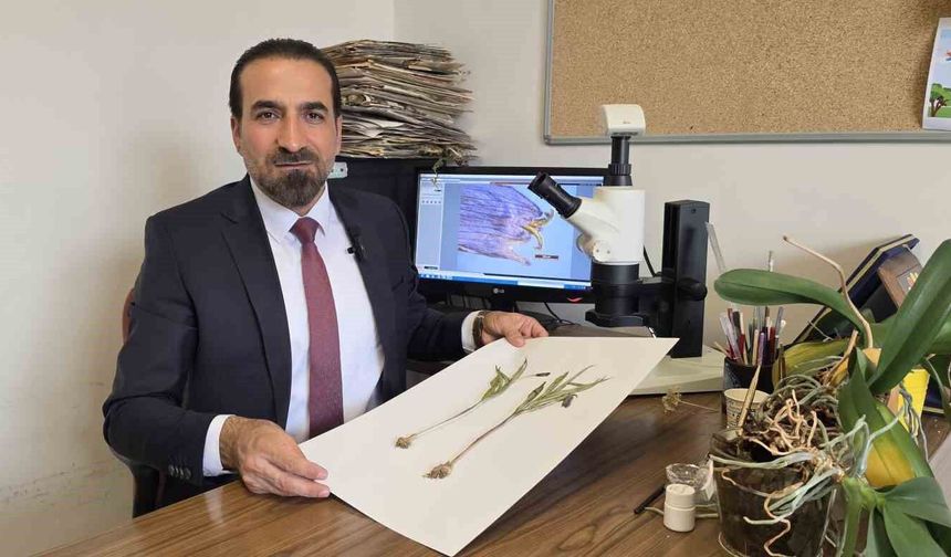 Muş'ta yetişen yeni bitki türü keşfedildi