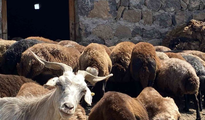 Patnos'ta koyun sağımı mesaisi devam ediyor