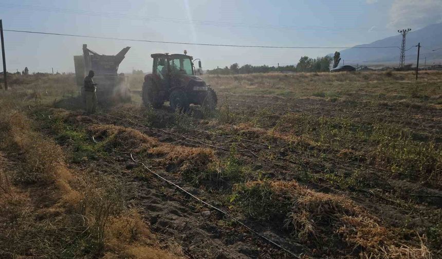 Tarımın kalbi Adilcevaz'da fasulye hasadına başlandı