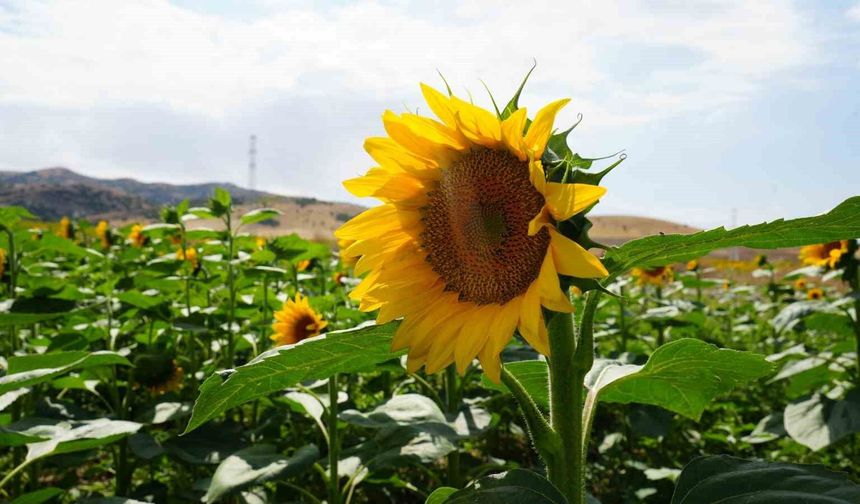 Tarlalar ikinci kez sarıya büründü: Ayçiçeğinin ikinci baharı