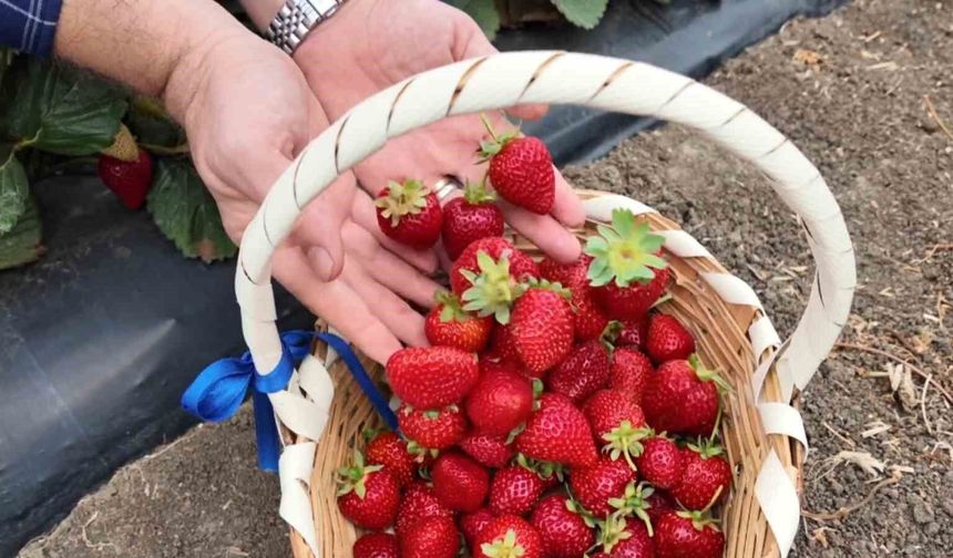 Tekirdağ'da çilek mesaisi