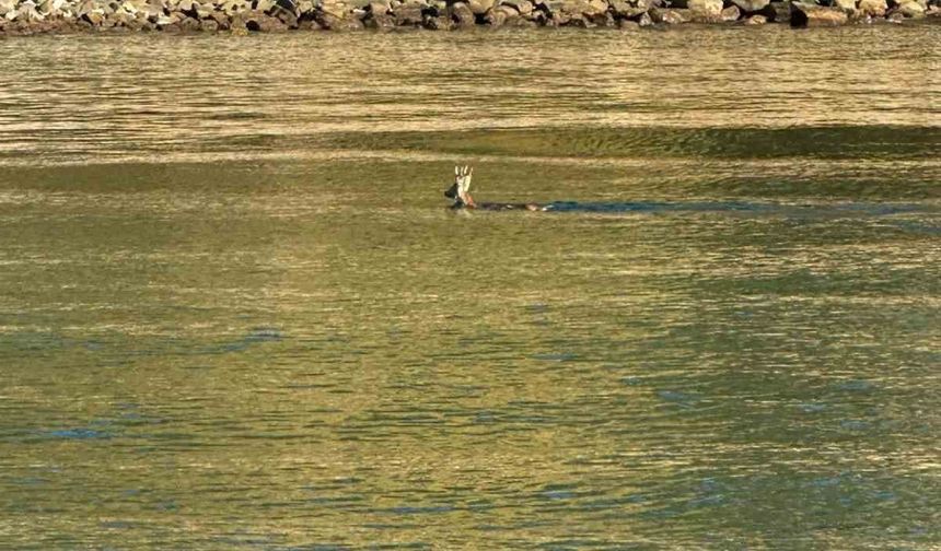 Tekirdağ'da denizde yüzen karaca şaşkınlık oluşturdu