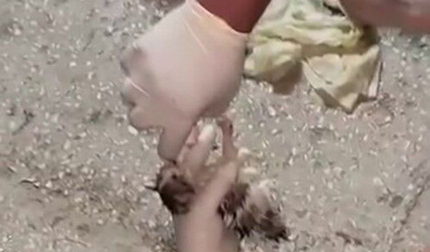 Vicdansızlığın bu kadarı pes dedirtti: Yavru kediler için mahalleli seferber oldu