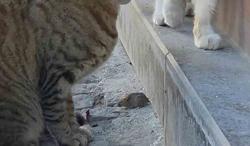 Bir kedi, fareyi diğer kediden korudu