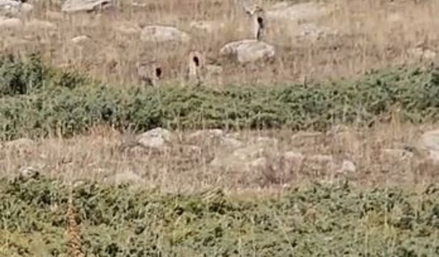 Doğanın sessiz tanıkları: Vaşak ailesi objektiflere takıldı