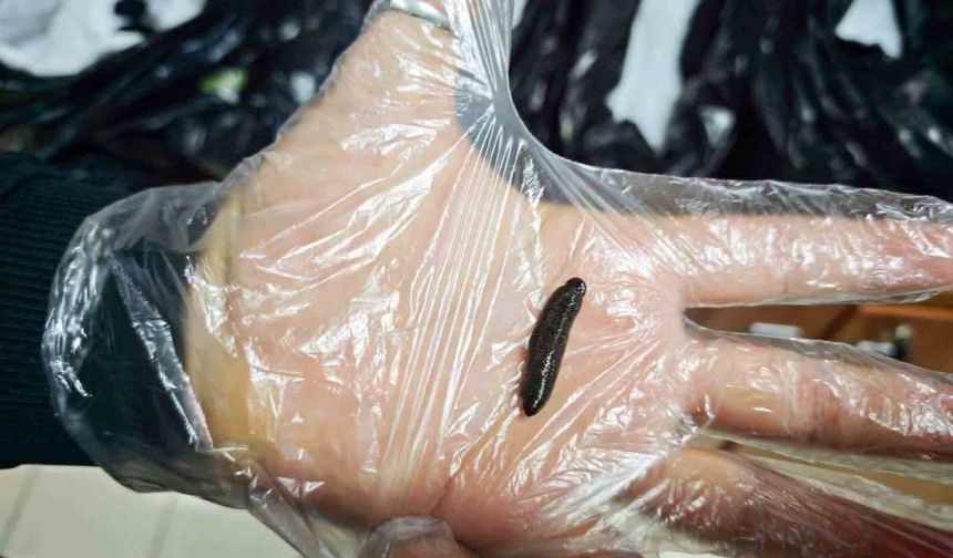 Kayseri'de yasa dışı yollarla ülkeye sokulmak istenen 25 bin adet canlı sülük ele geçirildi