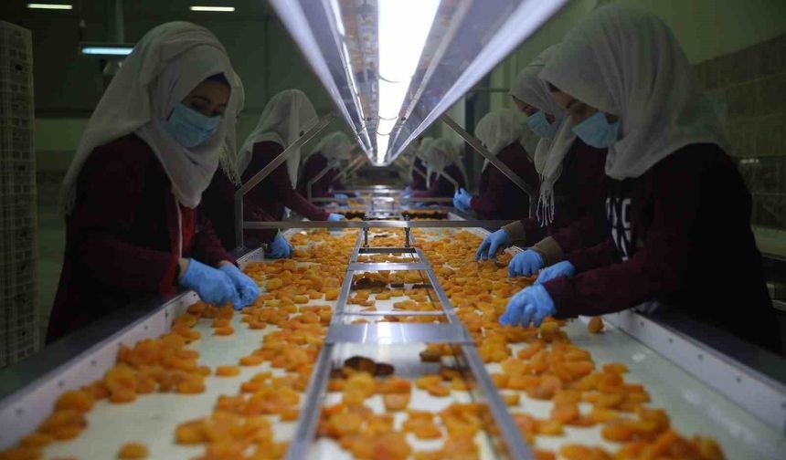 Malatya kayısısından 2 ayda 46 milyon dolarlık ihracat