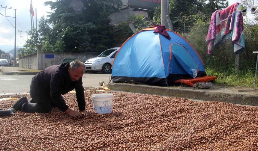 Üreticilerin zorlu fındık kurutma mesaisi: Bazı fındıklar çürümeye başladı