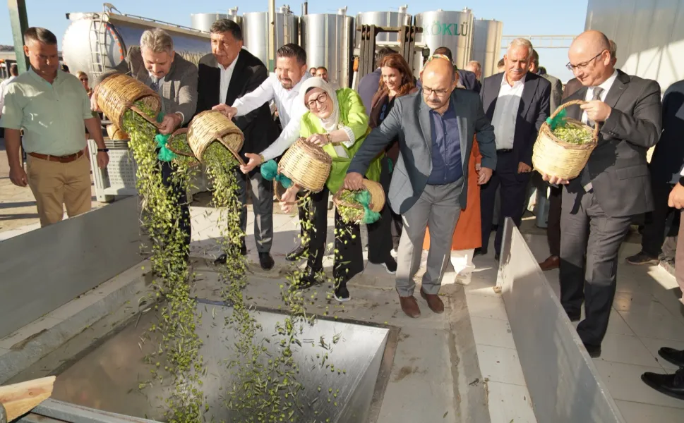 Ayvalık'ta yılın ilk zeytin hasadı yapıldı