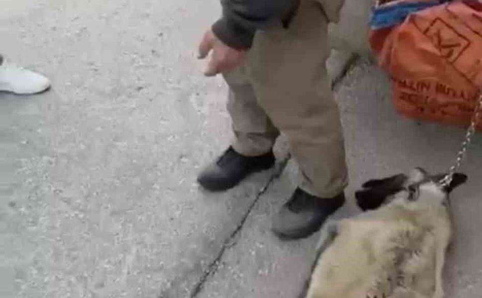 Ankara'da kamyonetin arkasına köpeği bağlayıp sürükleyen sürücü gözaltına alındı